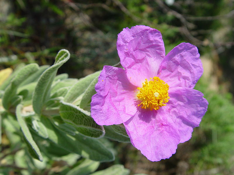 Cistus incanus - loose tea